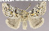  (Dicallomera - red-184)  @14 [ ] Unspecified (default): All Rights Reserved  Unspecified Unspecified