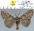  (Dicallomera olga - yellow-184)  @13 [ ] Unspecified (default): All Rights Reserved  Unspecified Unspecified