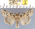  (Dicallomera angelus - yellow-188)  @14 [ ] Unspecified (default): All Rights Reserved  Unspecified Unspecified