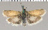 (Brachodes sp. 1 - yellow-3)  @11 [ ] Unspecified (default): All Rights Reserved  Unspecified Unspecified