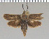  (Brachodes sp - yellow-42)  @13 [ ] Unspecified (default): All Rights Reserved  Unspecified Unspecified