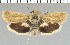  (Brachodes pusilla - yellow-43)  @14 [ ] Unspecified (default): All Rights Reserved  Unspecified Unspecified
