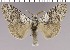  (Calliteara axutha - red-51)  @14 [ ] Unspecified (default): All Rights Reserved  Unspecified Unspecified