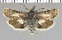 (Brachodes appendicullata - yellow-55)  @13 [ ] Unspecified (default): All Rights Reserved  Unspecified Unspecified