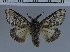  (Gynaephora lugens - A14-2011)  @13 [ ] Unspecified (default): All Rights Reserved  Unspecified Unspecified