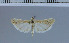  (Ancylosis roscidella - B16-2011)  @13 [ ] Unspecified (default): All Rights Reserved  Unspecified Unspecified