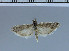  (Ancylosis sareptella - B20-2011)  @13 [ ] Unspecified (default): All Rights Reserved  Unspecified Unspecified