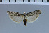  (Epiepischnia vestaliella - C13-2011)  @13 [ ] Unspecified (default): All Rights Reserved  Unspecified Unspecified