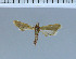 (Ancylosis deserticola - C21-2011)  @12 [ ] Unspecified (default): All Rights Reserved  Unspecified Unspecified