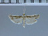  (Ancylosis albicosta - D20-2011)  @13 [ ] Unspecified (default): All Rights Reserved  Unspecified Unspecified