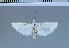 (Myelois fuscicostella - F18-2011)  @14 [ ] Unspecified (default): All Rights Reserved  Unspecified Unspecified