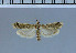  (Ancylosis mongoliella - F20-2011)  @13 [ ] Unspecified (default): All Rights Reserved  Unspecified Unspecified