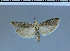  (Ancylosis rufomixtella - F22-2011)  @13 [ ] Unspecified (default): All Rights Reserved  Unspecified Unspecified