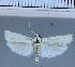 (Myelois sp. 2 - D02-2010)  @14 [ ] Unspecified (default): All Rights Reserved  Unspecified Unspecified