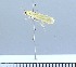  (Ancylosis limoniela - G01-2011)  @12 [ ] Unspecified (default): All Rights Reserved  Unspecified Unspecified