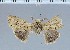  (Dicallomera pumila - pumilla)  @12 [ ] Unspecified (default): All Rights Reserved  Unspecified Unspecified