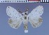  (Calliteara fidjiensis - red-323)  @12 [ ] Unspecified (default): All Rights Reserved  Unspecified Unspecified