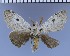  (Calliteara brunnea - red-327)  @14 [ ] Unspecified (default): All Rights Reserved  Unspecified Unspecified