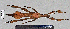  (Extatosomatinae - PB-0053)  @14 [ ] CreativeCommons - Attribution Non-Commercial Share-Alike (2012) Paul Brock Unspecified