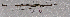  (Ctenomorpha gargantua - QM JH-0008)  @13 [ ] Copyright (2009) Unspecified The Natural History Museum, London