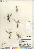  (Isoetes maritima - CCDB-23327-D06)  @11 [ ] CreativeCommons - Attribution (2014) CBG Photography Group Centre for Biodiversity Genomics