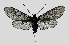  (Hedina vietnama - MOBE121)  @11 [ ] by-nc-sa (2020) B. Mollet Unspecified
