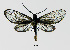  (Hedina tenuis - MOBE122)  @11 [ ] by-nc-sa (2020) B. Mollet Unspecified