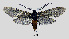  (Illiberis flaviventris - MOBE143)  @11 [ ] by-nc-sa (2020) B. Mollet Unspecified