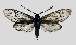  (Hedina albiventris - MOBE1_363)  @11 [ ] by-nc-sa (2020) B. Mollet Unspecified