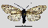  ( - MOBE1_383)  @11 [ ] by-nc-sa (2020) B. Mollet Unspecified