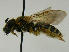  ( - PCHELA-G04)  @13 [ ] Copyright (2010) Timofey Levchenko Unspecified