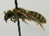  (Seladonia confusus - PCHELA-G05)  @13 [ ] Copyright (2010) Timofey Levchenko Unspecified