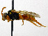  ( - SHMELa-B01)  @14 [ ] Copyright (2011) Timofey V. Levchenko State Darwin museum