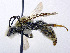  ( - SHMELa-D01)  @11 [ ] Copyright (2011) Timofey V. Levchenko State Darwin museum