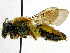  ( - SHMELa-G03)  @11 [ ] Copyright (2011) Timofey V. Levchenko State Darwin museum
