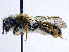 ( - SHMELa-G04)  @11 [ ] Copyright (2011) Timofey V. Levchenko State Darwin museum