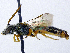  ( - SHMELb-D05)  @15 [ ] Copyright (2011) Timofey V. Levchenko State Darwin museum
