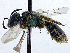  (Lasioglossum aeratum - SHMELb-F01)  @14 [ ] Copyright (2011) Timofey V. Levchenko State Darwin museum