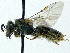  (Lasioglossum leucopus - SHMELb-F03)  @14 [ ] Copyright (2011) Timofey V. Levchenko State Darwin museum