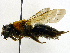  ( - SHMELb-G05)  @11 [ ] Copyright (2011) Timofey V. Levchenko State Darwin museum
