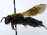  ( - SHMELb-G07)  @11 [ ] Copyright (2011) Timofey V. Levchenko State Darwin museum