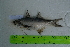  ( - STRI-X-6419)  @11 [ ] No Rights Reserved (2023) Unspecified Smithsonian Tropical Research Institute