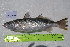  ( - STRI-X-6375)  @11 [ ] No Rights Reserved (2023) Unspecified Smithsonian Tropical Research Institute