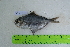  ( - STRI-X-6418)  @11 [ ] No Rights Reserved (2023) Unspecified Smithsonian Tropical Research Institute