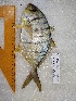 ( - STRI-X-6388)  @11 [ ] No Rights Reserved (2023) Unspecified Smithsonian Tropical Research Institute