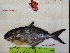  ( - STRI-X-6429)  @11 [ ] No Rights Reserved (2023) Unspecified Smithsonian Tropical Research Institute
