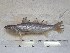  (Cynoscion reticulatus - STRI-X-6378)  @11 [ ] No Rights Reserved (2023) Unspecified Smithsonian Tropical Research Institute