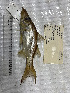  ( - STRI-314)  @11 [ ] No Rights Reserved (2023) Unspecified Smithsonian Tropical Research Institute
