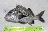  ( - STRI-X-6350)  @11 [ ] CreativeCommons  Attribution Non-Commercial Share-Alike (2023) Unspecified Smithsonian Tropical Research Institute