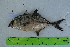  ( - STRI-X-6358)  @11 [ ] CreativeCommons  Attribution Non-Commercial Share-Alike (2023) Unspecified Smithsonian Tropical Research Institute